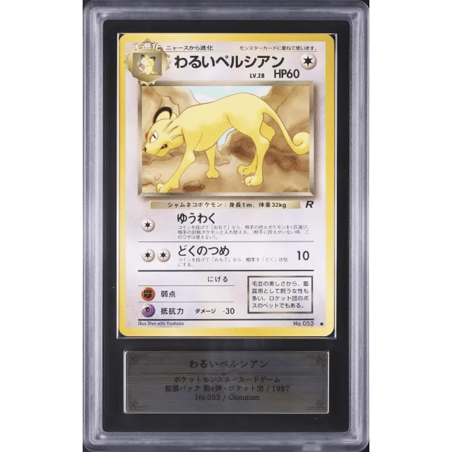 Japanese Dark Persian Common with certificate Rocket #053 — Copy 4